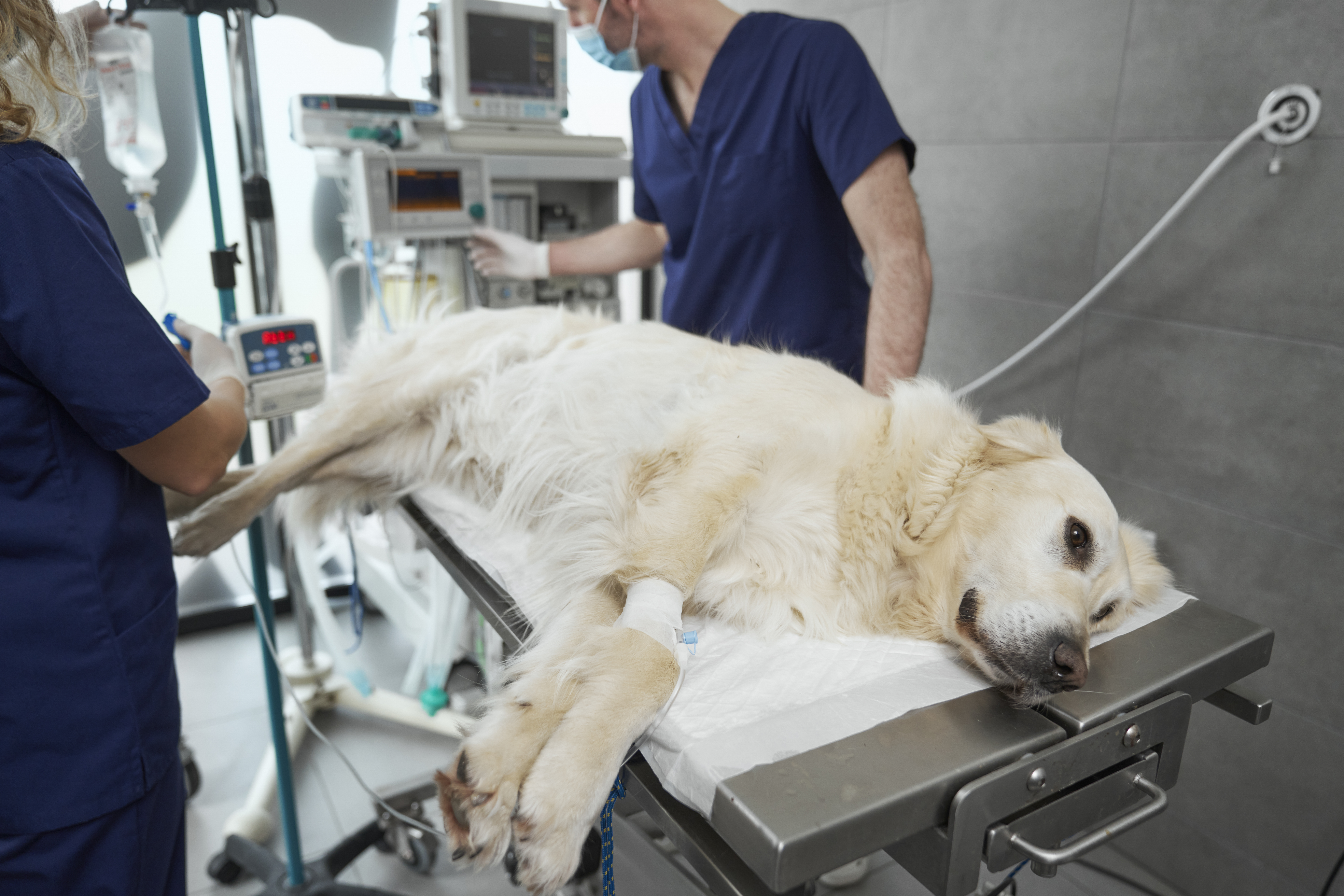 Some pets now get better medical treatment than their owners